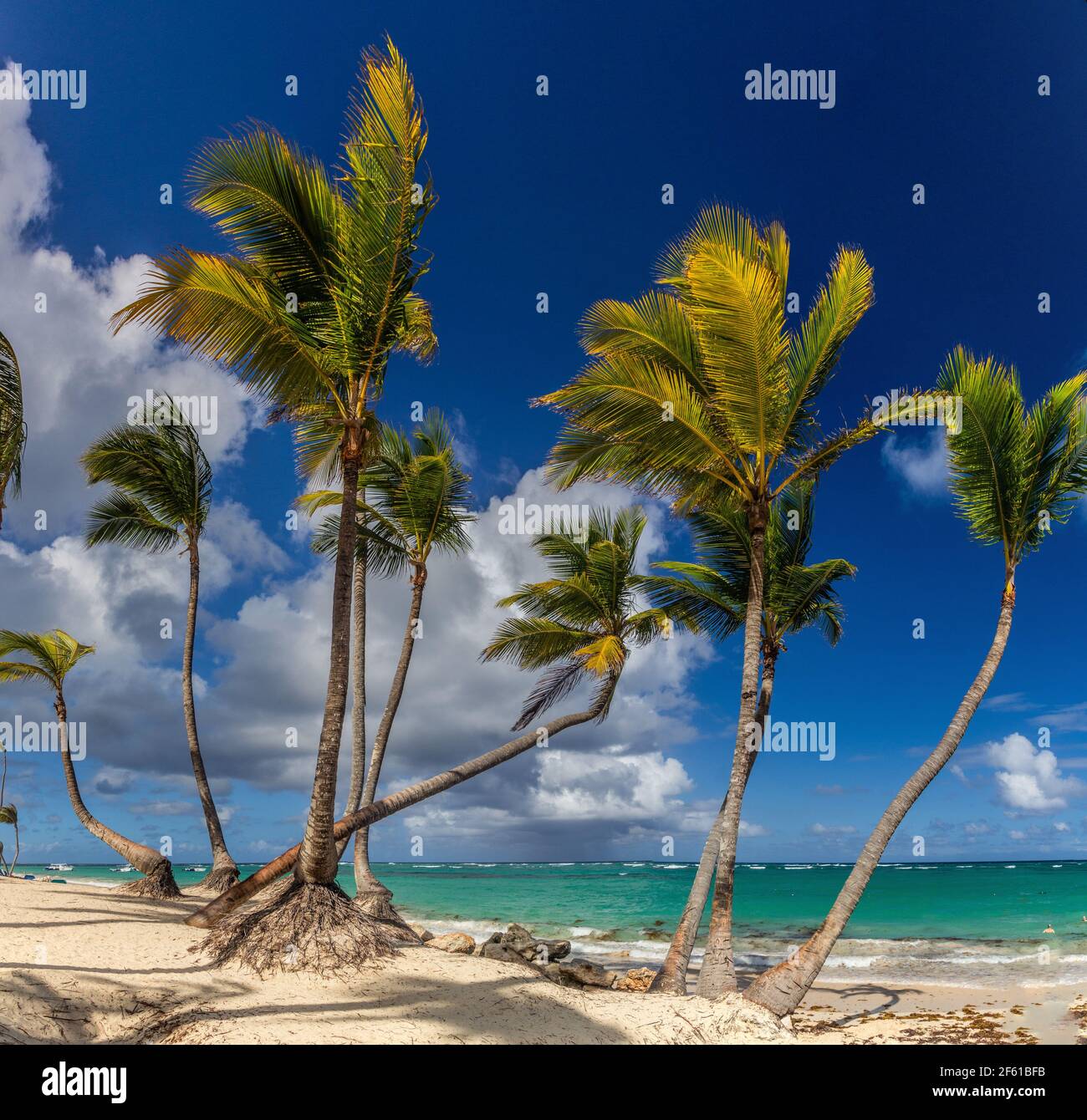Palms at Bavaro beach, Dominican Republic Stock Photo