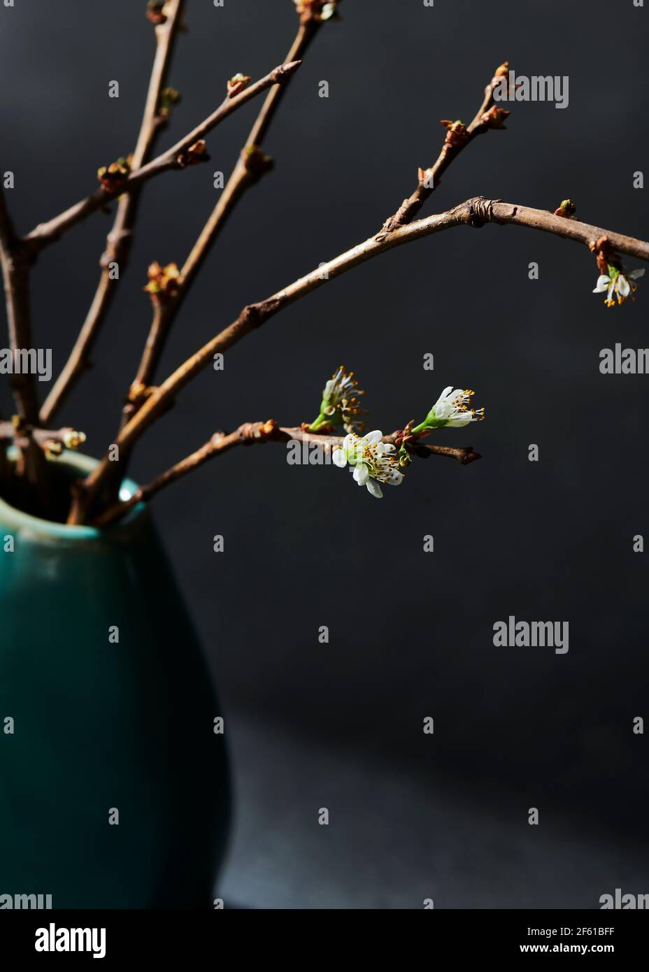 budding branches Stock Photo