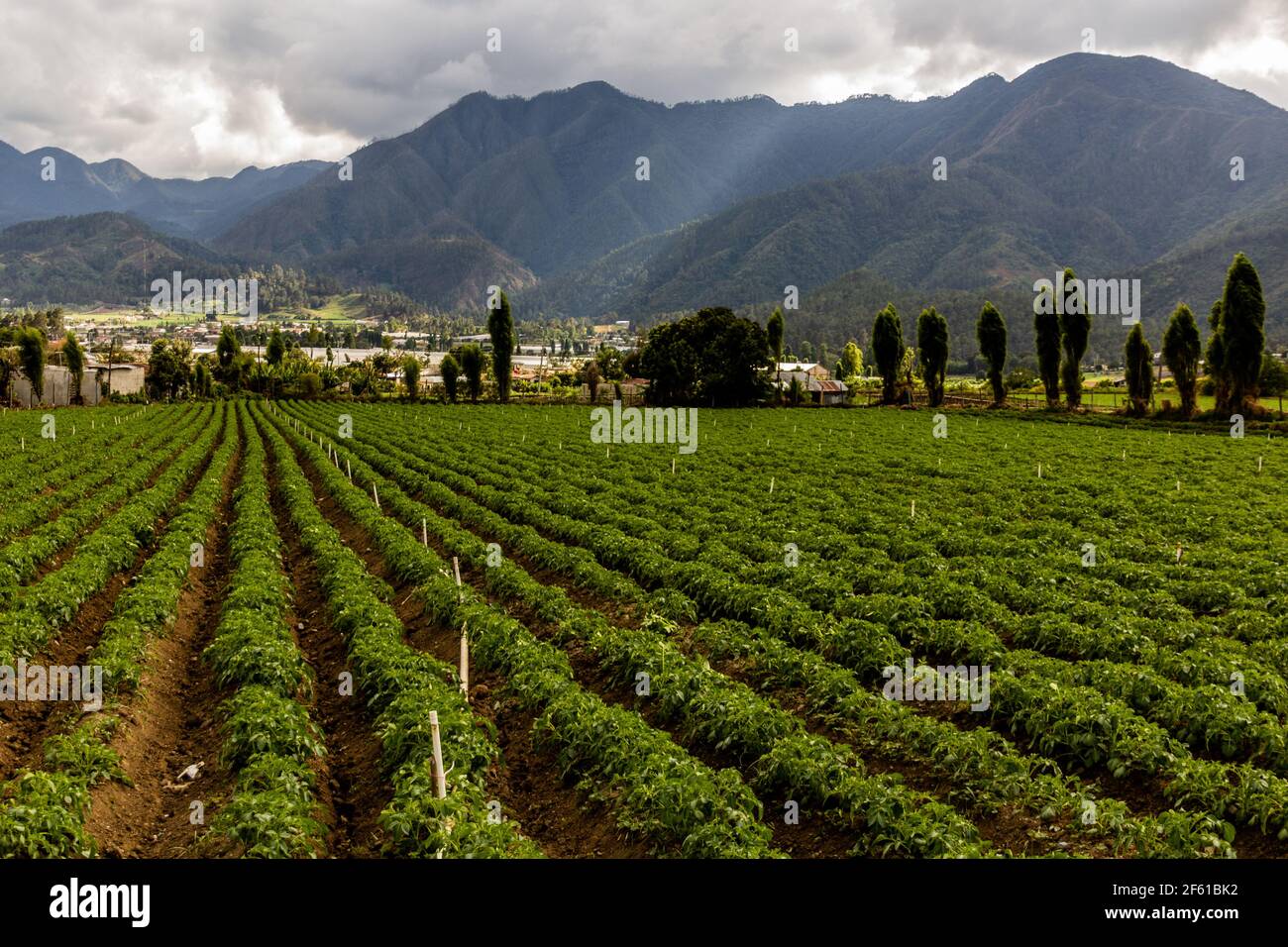 Agricultural landscape near Constanza, Dominican Republic Stock Photo Alamy