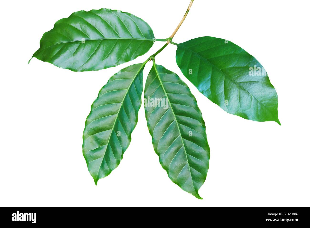 Fresh Green Coffee Leaves Isolated on White Background with Clipping Path Stock Photo