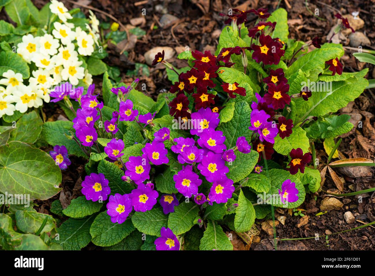 A group three primroses with different coloured flowers Stock Photo