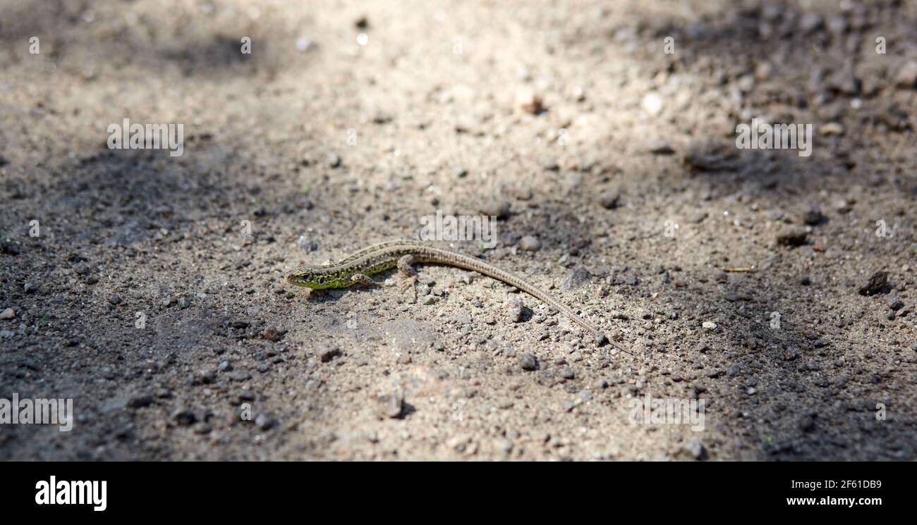 Podarcis muralis (common wall lizard). Closeup image of small reptile on ground Stock Photo
