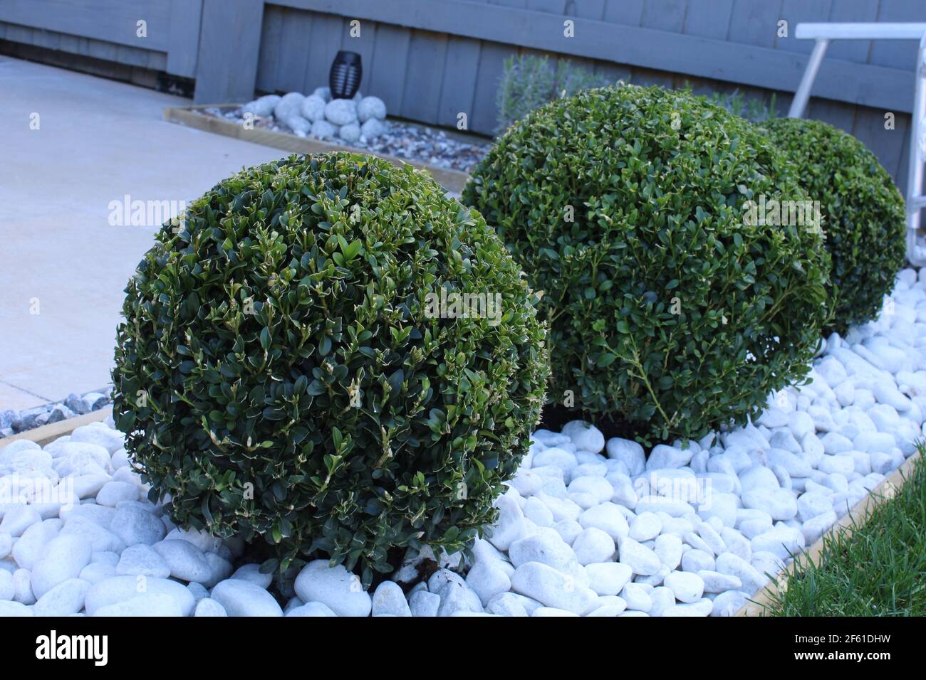 Box topiary balls in white decorative aggregate, low maintenance garden with white pebbles Stock Photo