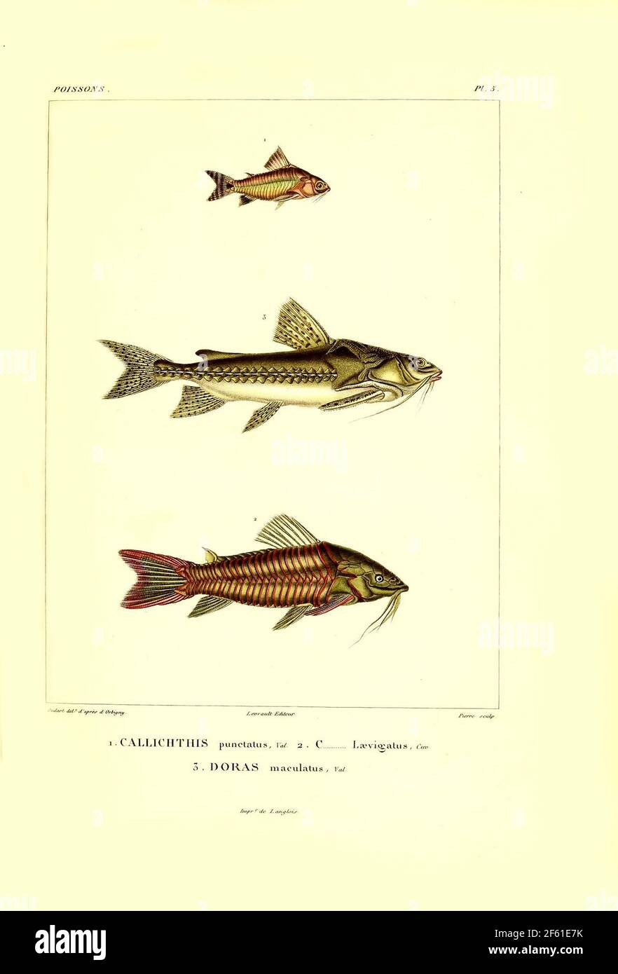 Illustration of South American Fish Stock Photo