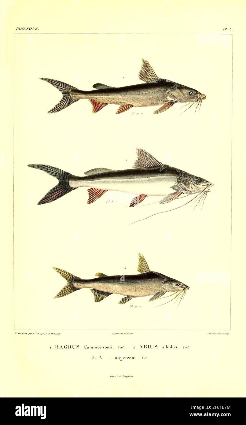Illustration of South American Catfish Stock Photo