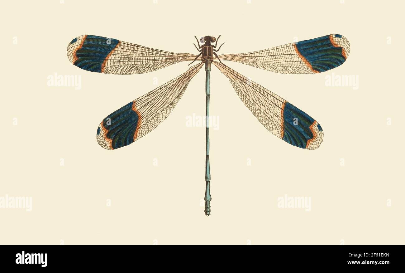 Illustration of a Blue-tipped Dragonfly Stock Photo