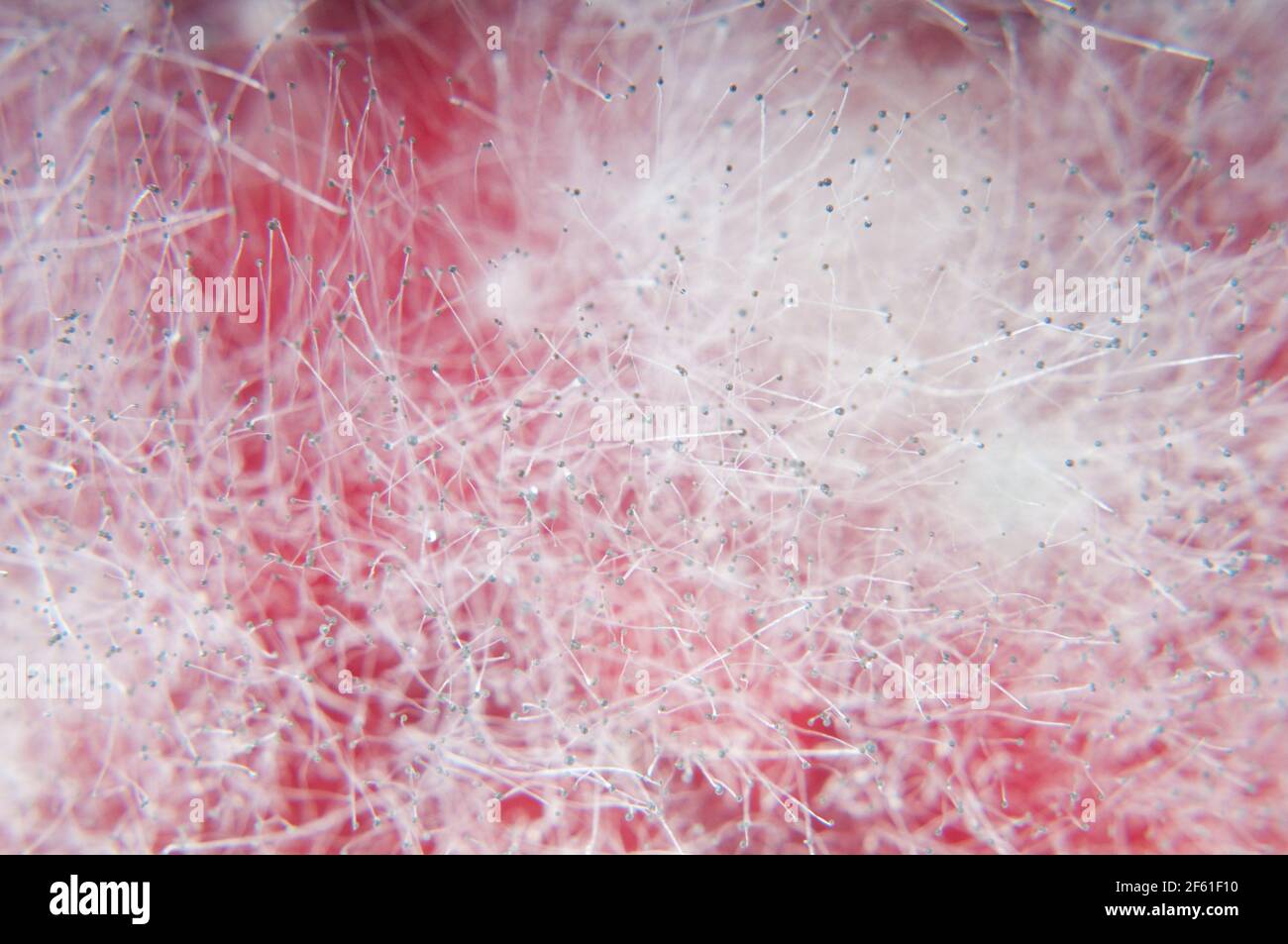 Mold background. Macro shot of mold Stock Photo - Alamy