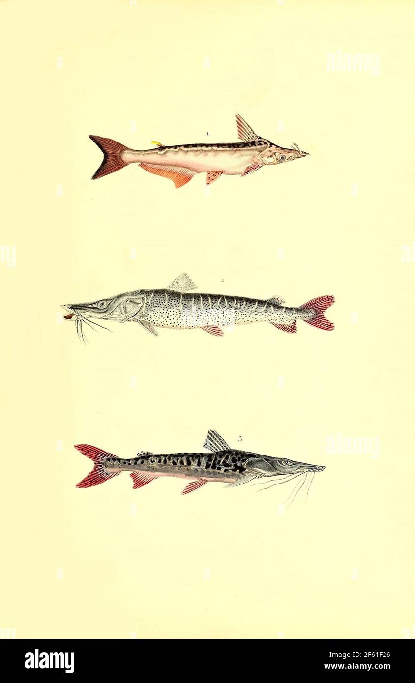 Illustration of South American Catfish Stock Photo
