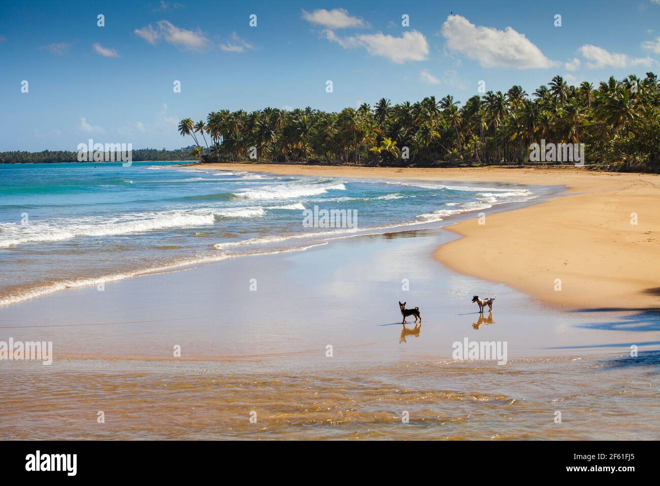 Dominican Republic, Samana Peninsula, Las Terrenas, Dogs on beach