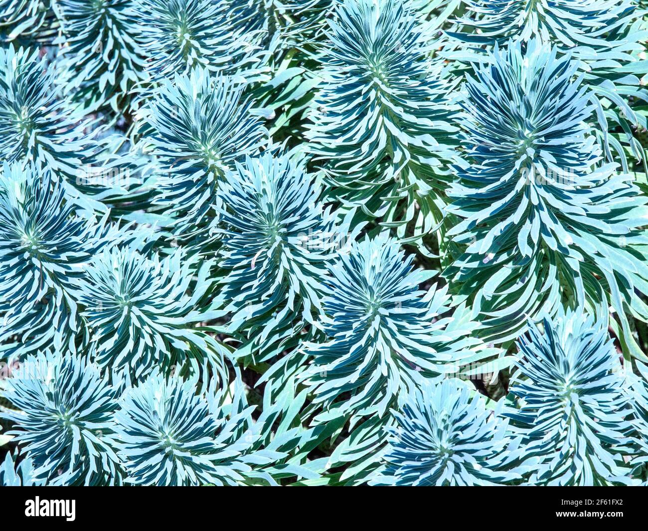 Plant Patterns In Blue A digitally altered photo of a group of odd