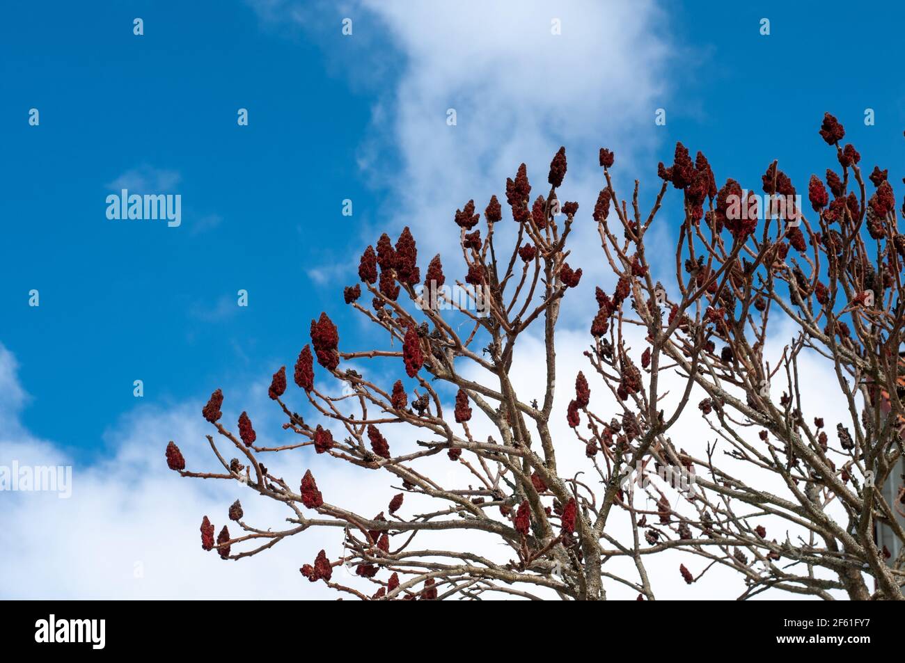 the leafless branches of a staghorn sumac in winter with red conic