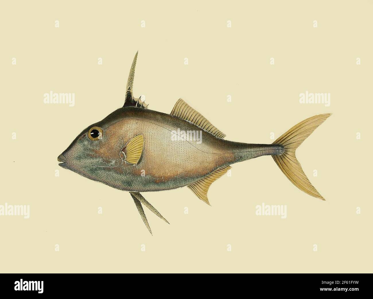 Illustration of Short-Nosed Tripod Fish Stock Photo