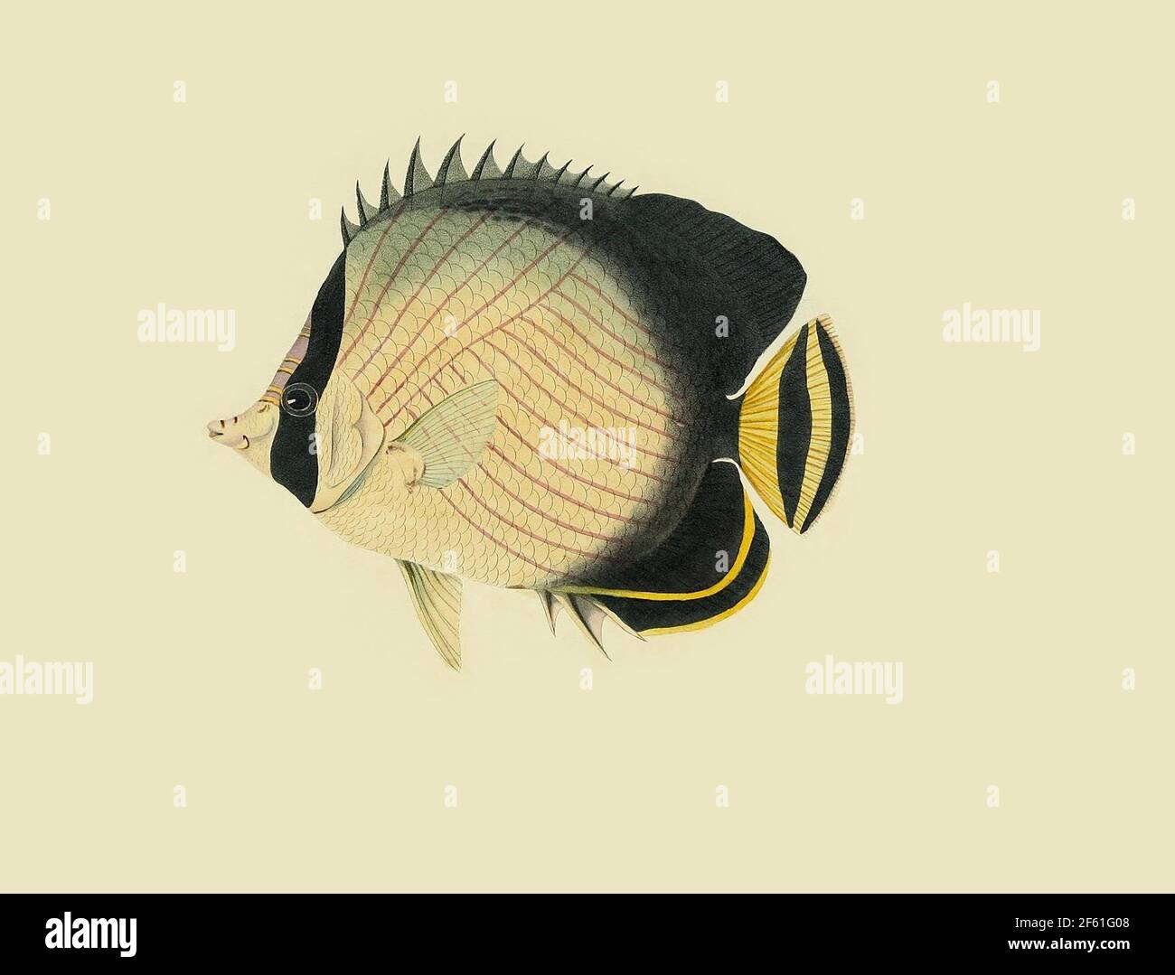 Illustration of the Vagabond butterflyfish Stock Photo