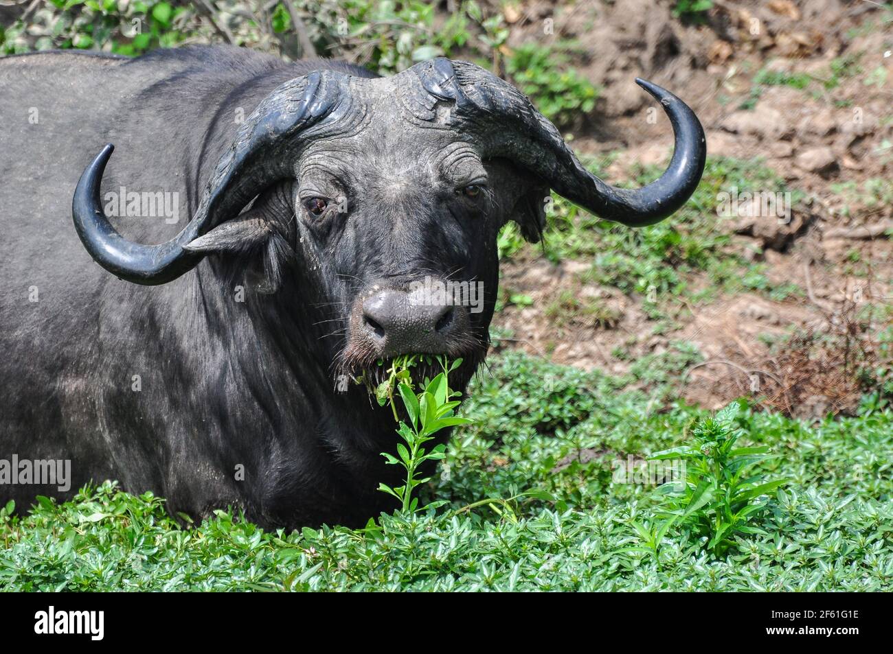 Water Buffalo Eating, Selous Game Reserve, Tanzania Stock Photo Alamy
