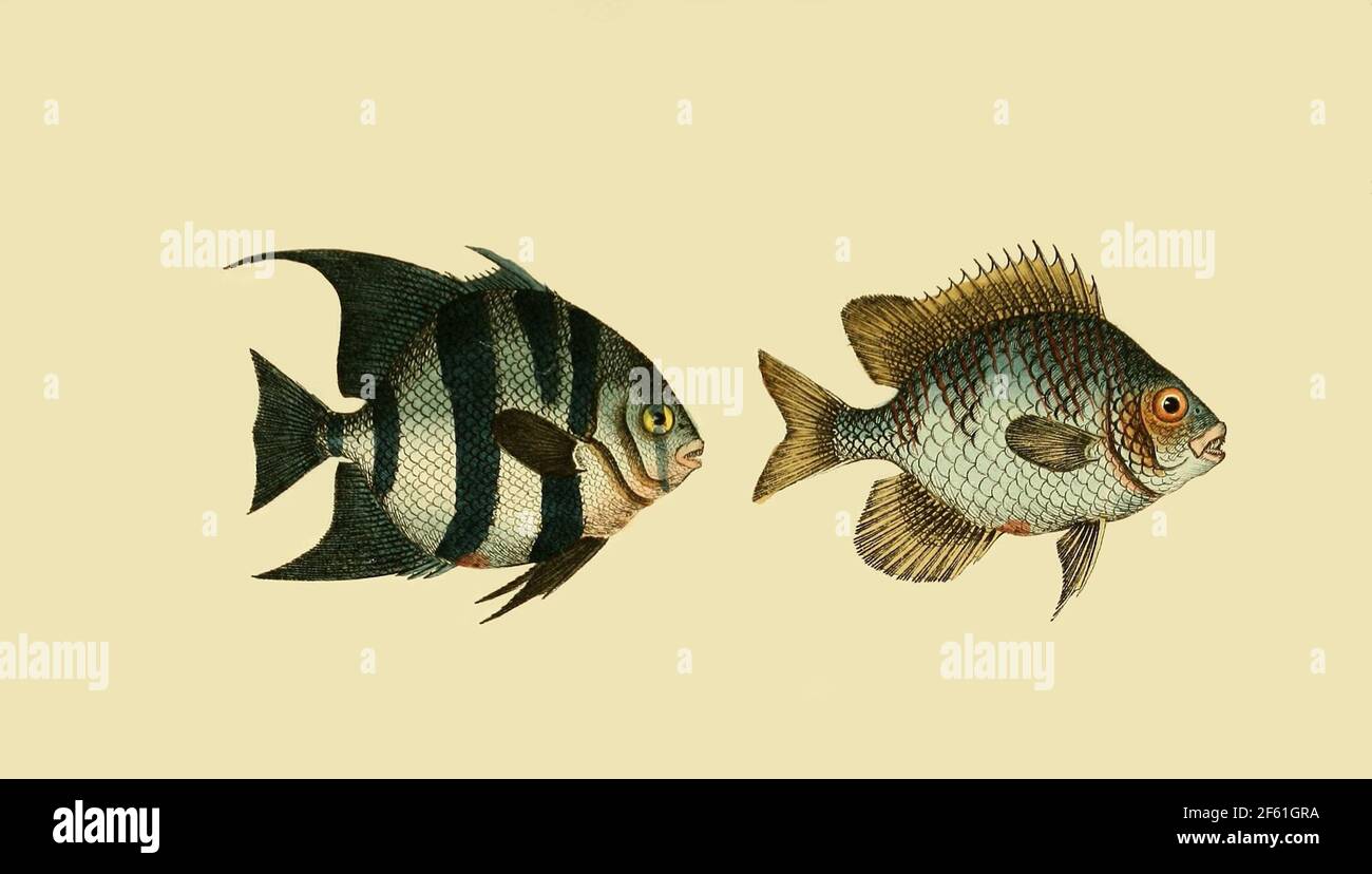 Illustration of Atlantic Spadefish and Staghorn Damselfish Stock Photo