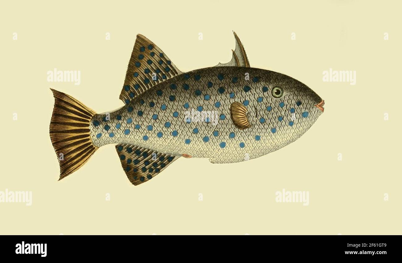 Illustration of the Spotted Oceanic Triggerfish Stock Photo