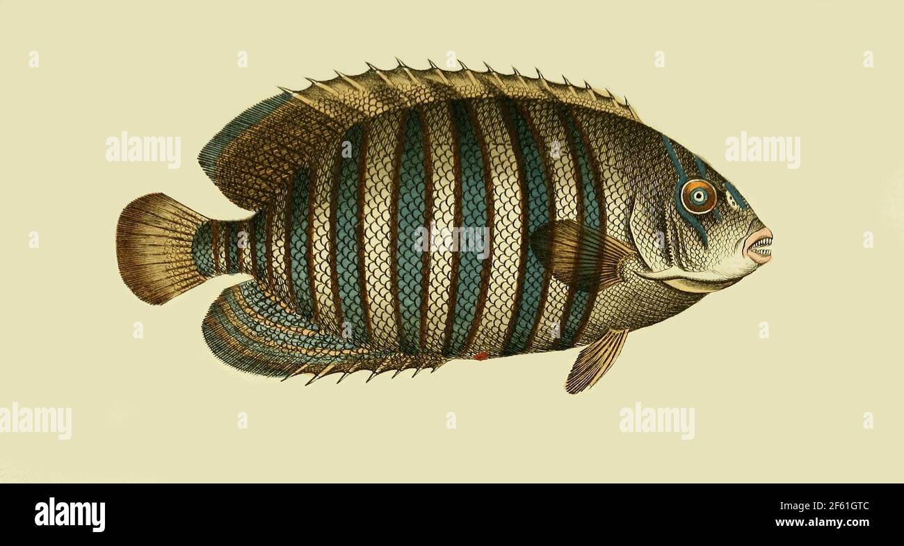 Illustration of the Diagonal Butterflyfish Stock Photo