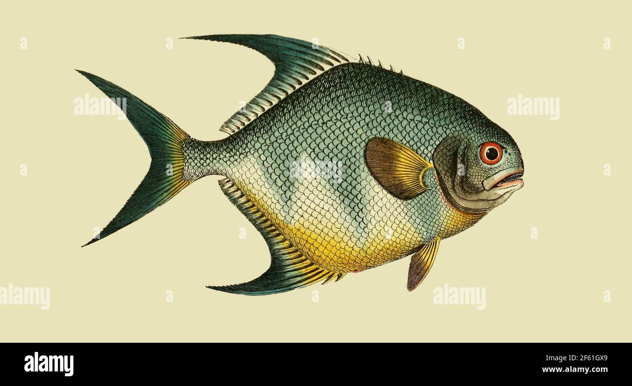 Illustration of The Permit Fish Stock Photo