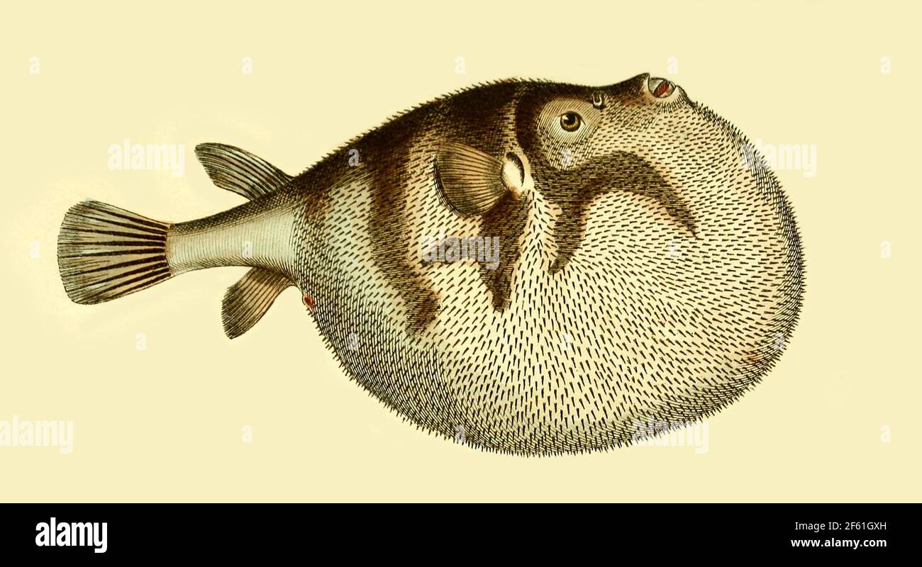 Illustration of White Spotted Puffer Stock Photo