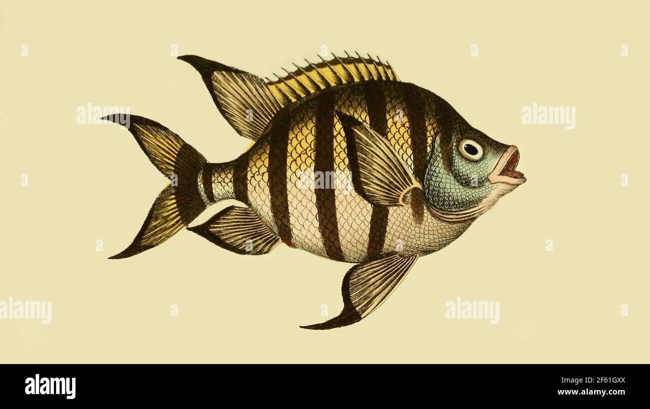 Illustration of a Sergeant Major Fish Stock Photo