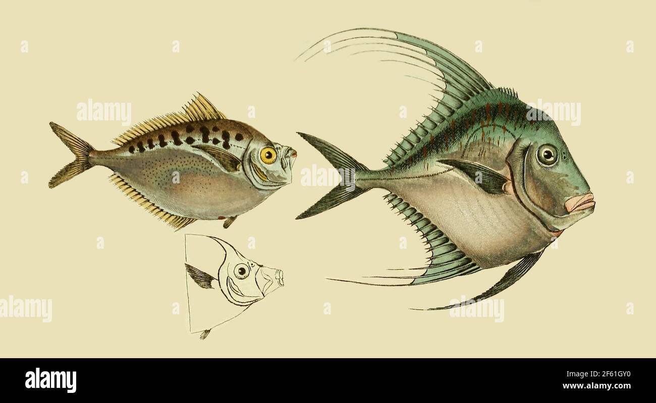Illustration of Barred Ponyfish and African Pompano Stock Photo