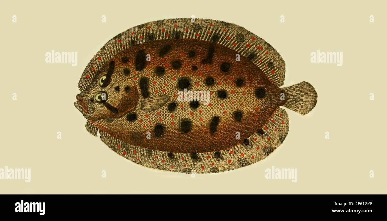 Illustration of the Common Topknot Fish Stock Photo