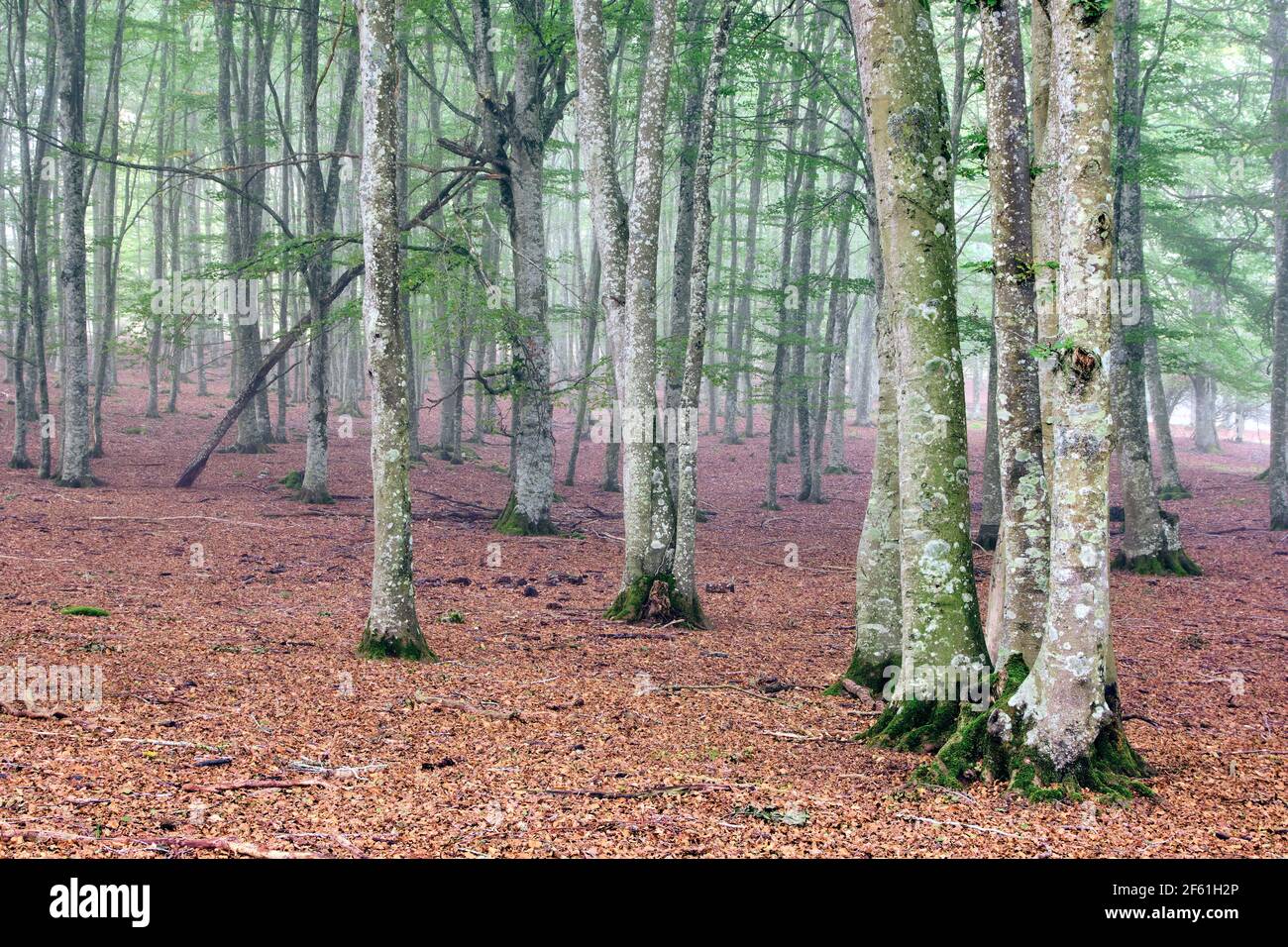 Trees in a beechwood. Stock Photo