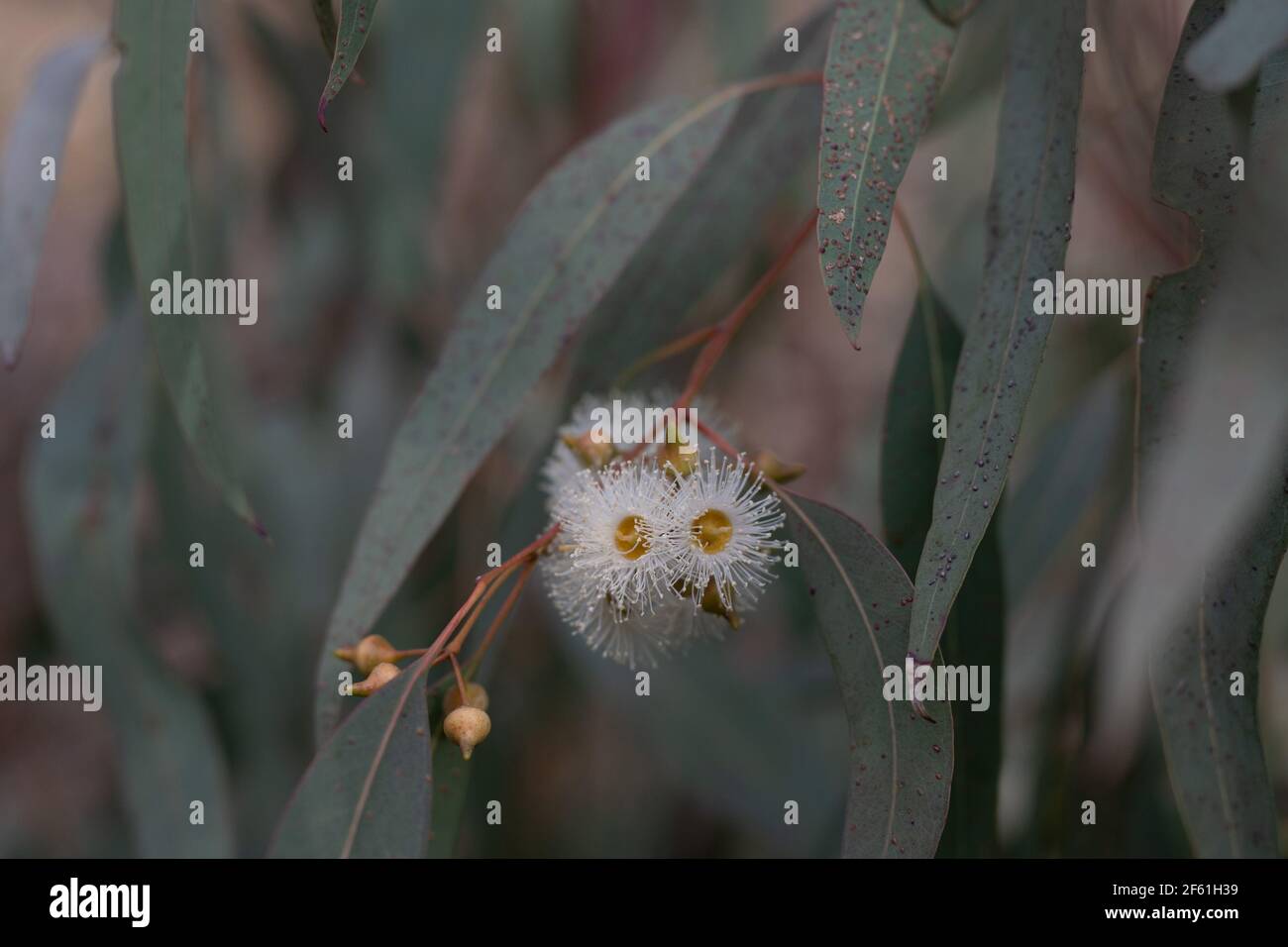 Eucalyptus flowering in the spring and infested with the psyllid Glycaspis brimblecombei Stock Photo