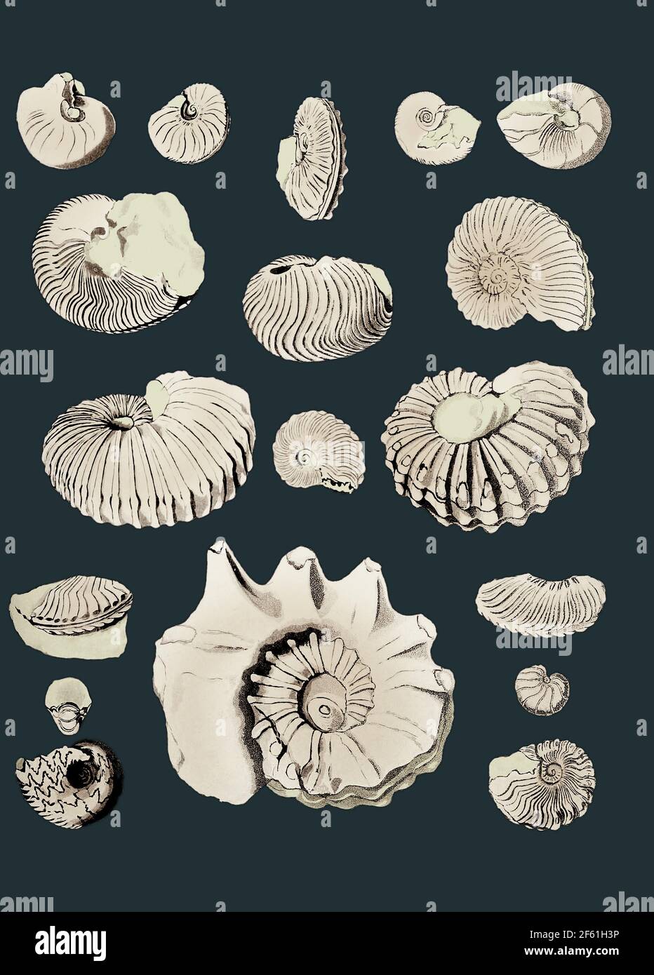 Cretaceous Nautili and Ammonite Fossils Stock Photo