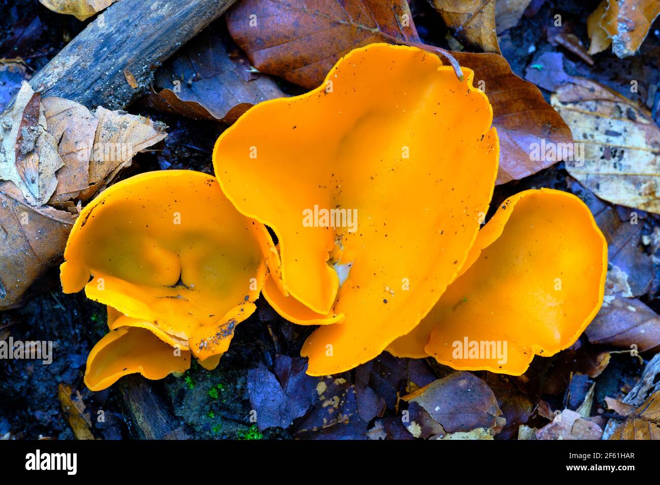 fungus (Otidea concinna) mushroom in a beechwood. Stock Photo