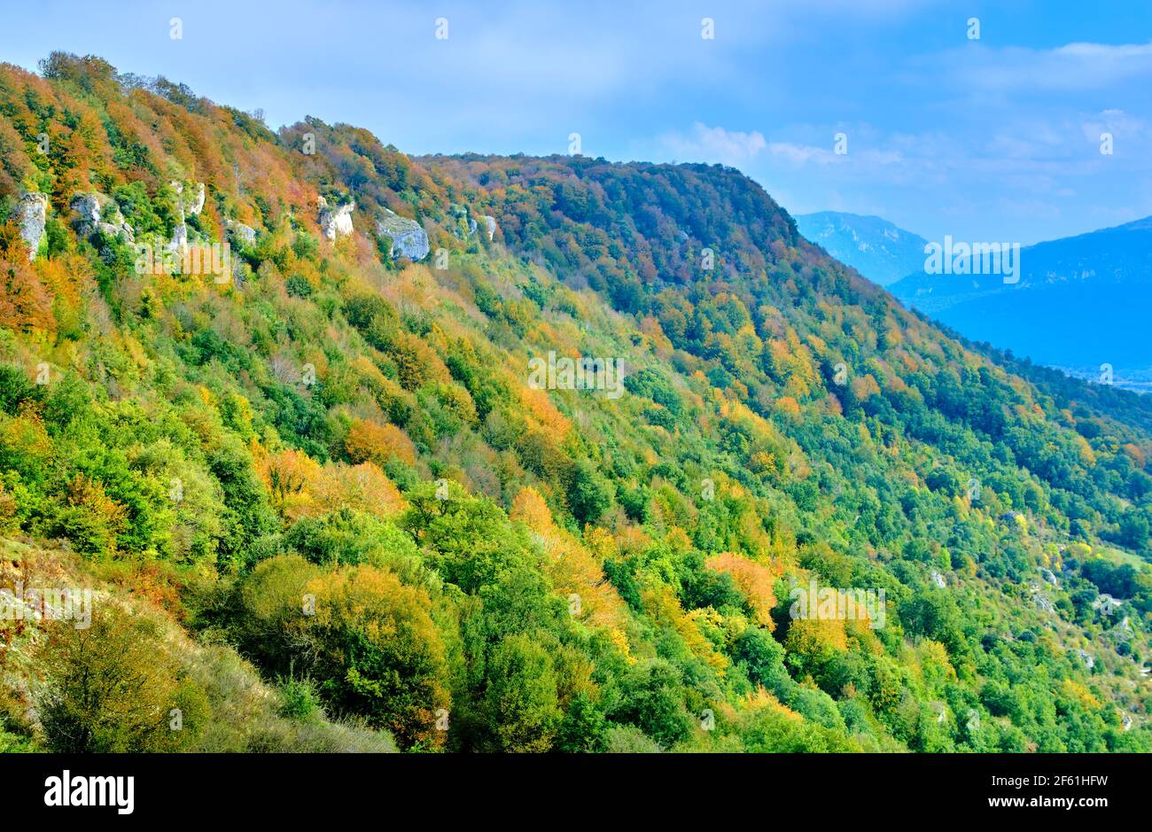 Beechwood and mountain range in autumn. Stock Photo