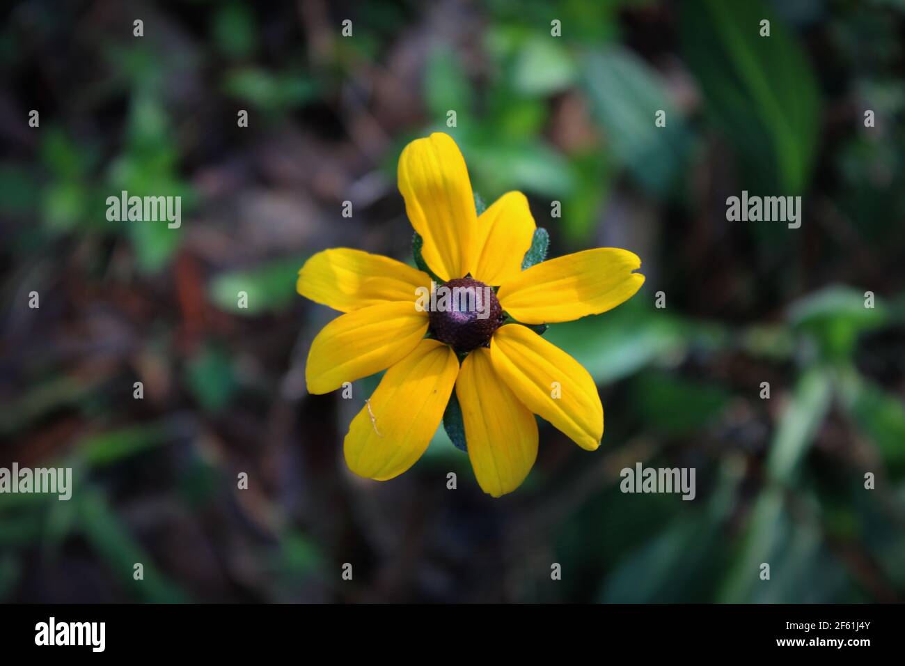 close-up of a tiny black-eyed susan among green leaves Stock Photo