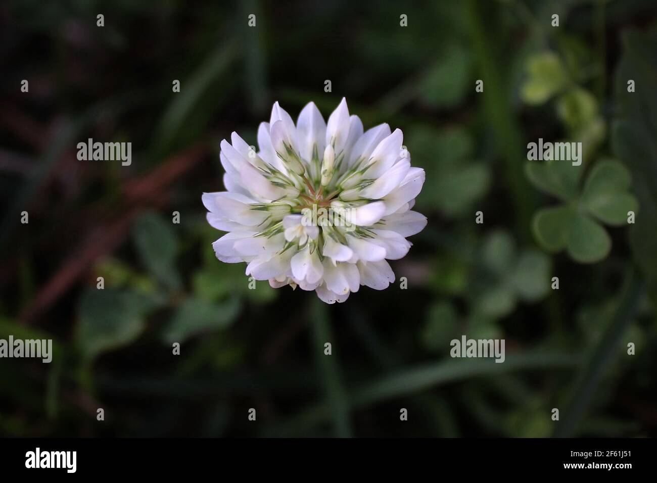close-up of a tiny white clover blossom Stock Photo