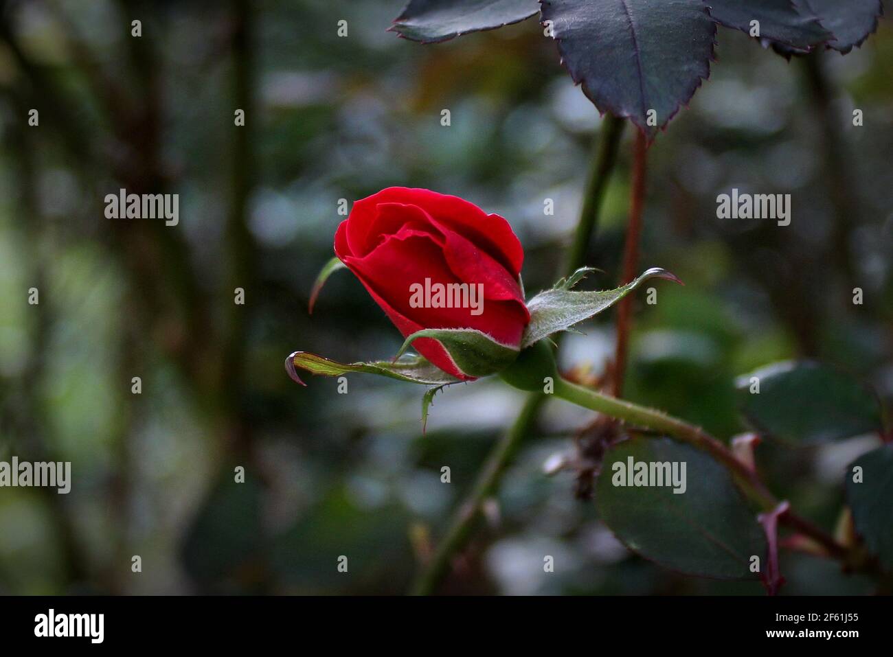 close-up of a tiny red rosebud among green leaves Stock Photo