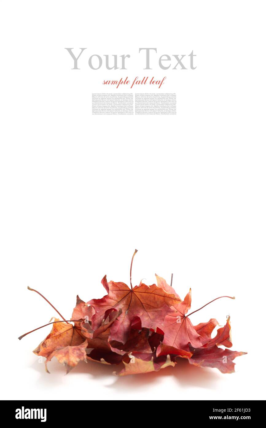 Autumn leaves on white background with space for text Stock Photo - Alamy