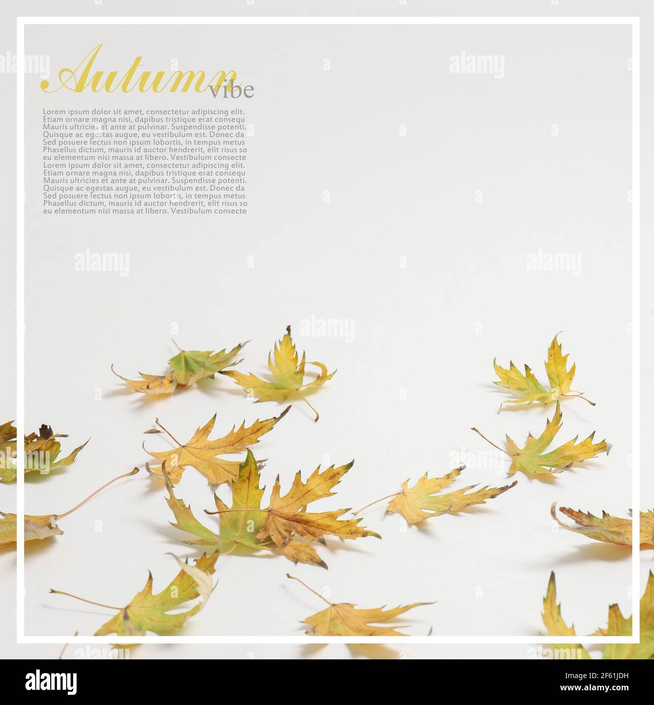 Autumn leaves on white background with space for text Stock Photo - Alamy