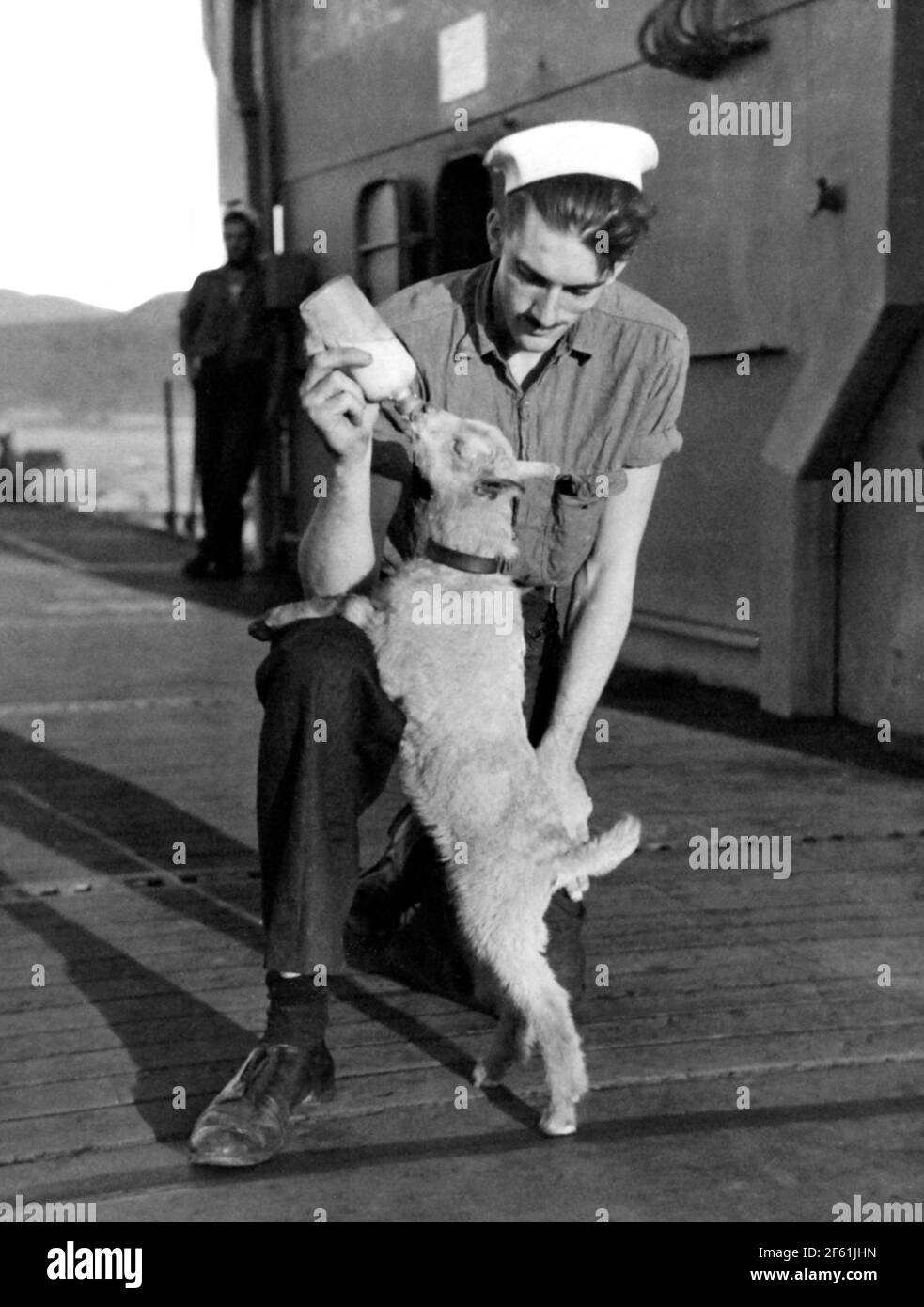 Stinky, USS Chenango Mascot, 1943 Stock Photo