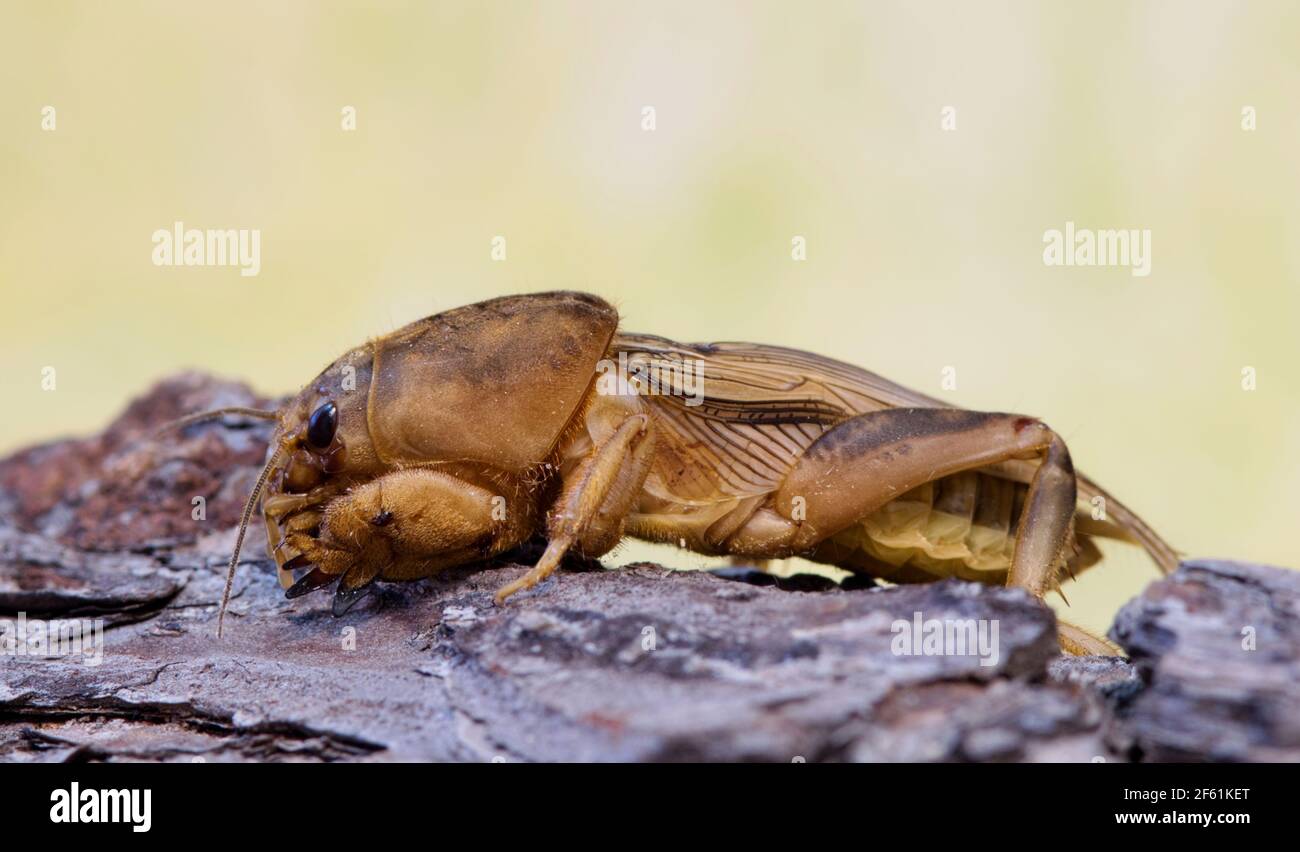 Tawny Mole Cricket (Neoscapteriscus vicinus) on tree bark, ventral view with copy space. Found in South America and Southern USA. Stock Photo