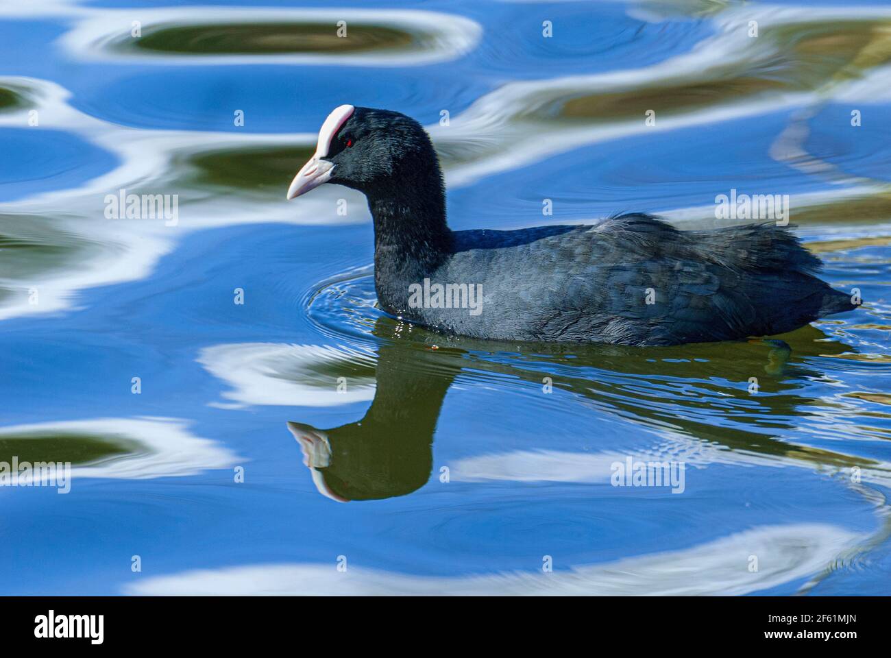 A Coot swimming on dappled water Stock Photo Alamy
