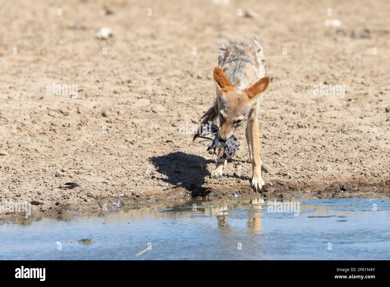Jackal hunting bird hires stock photography and images Alamy