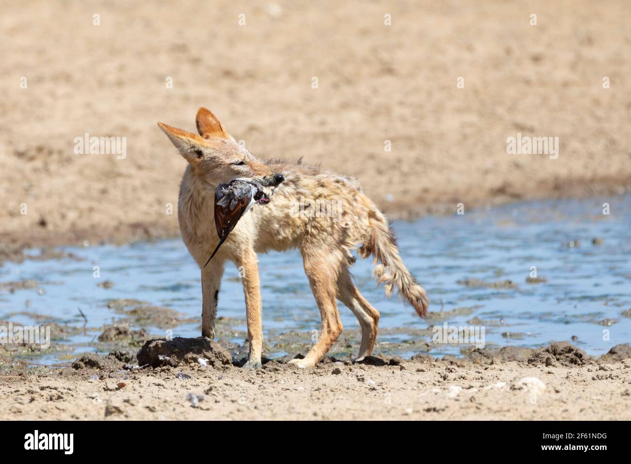 Jackal hunting bird hires stock photography and images Alamy