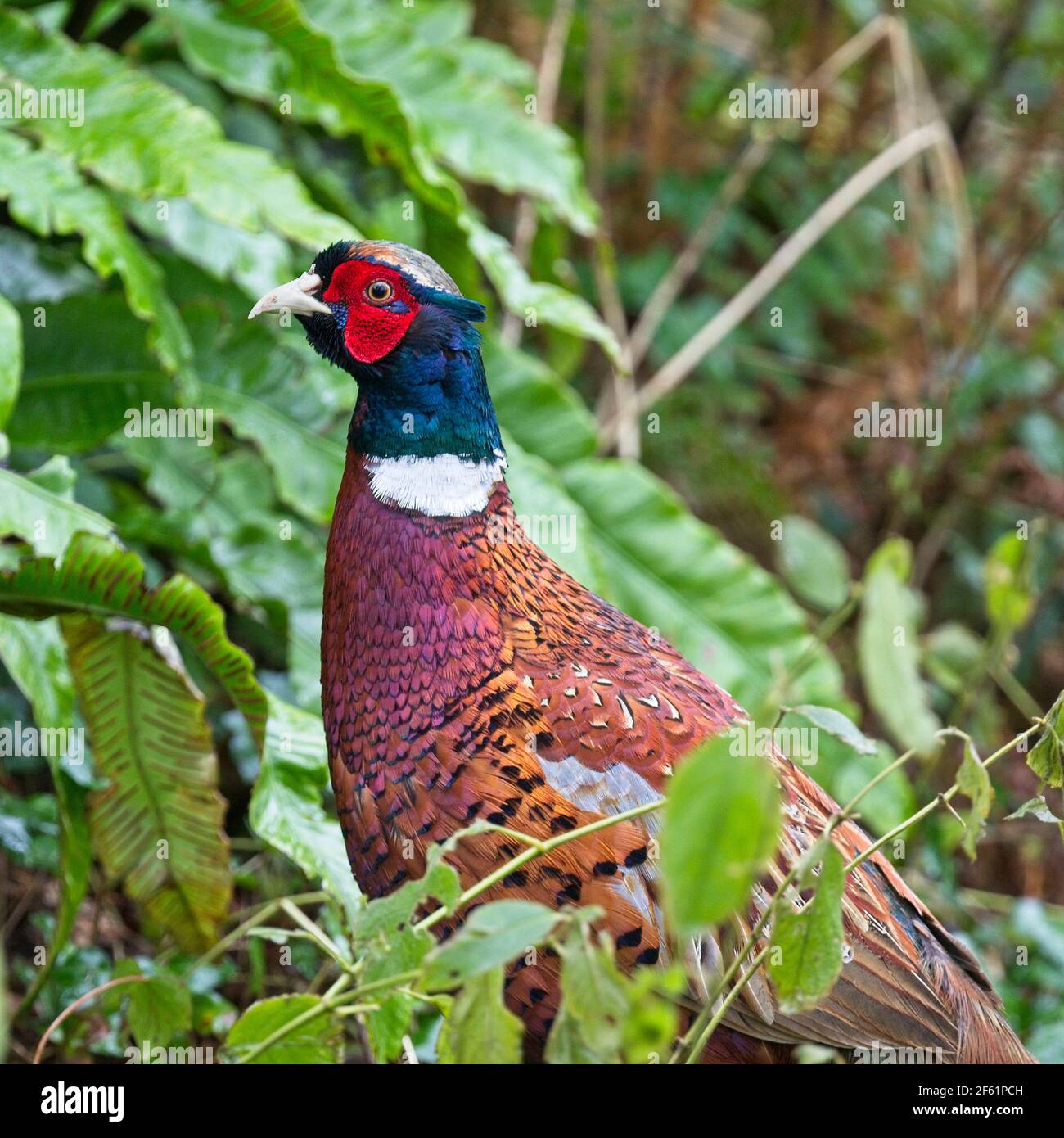 Common Pheasant or Ring-necked Pheasant (Phasianus colchicus), male, Cornwall, UK. Stock Photo