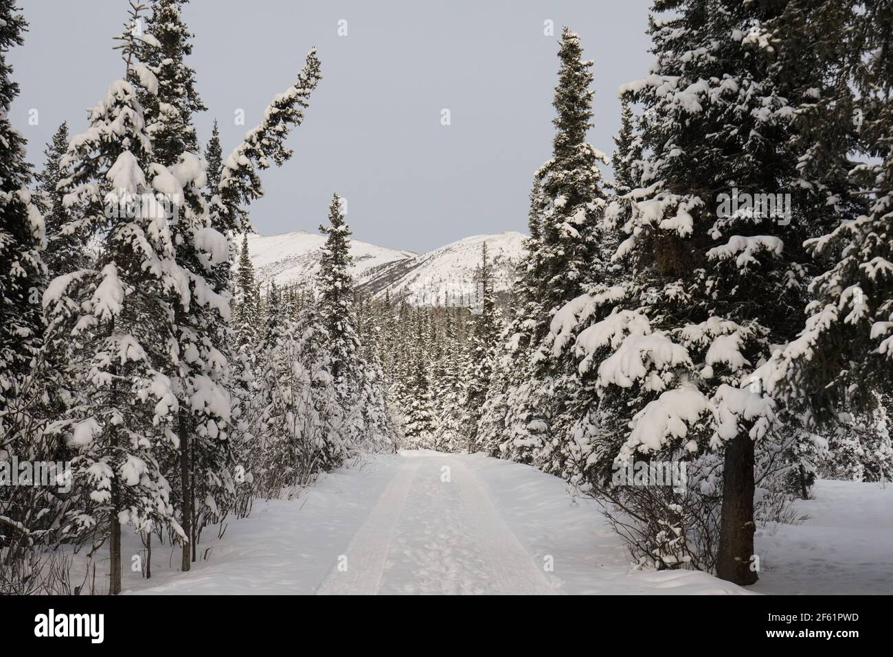 Denali National Park dog sled station with views of the park Stock
