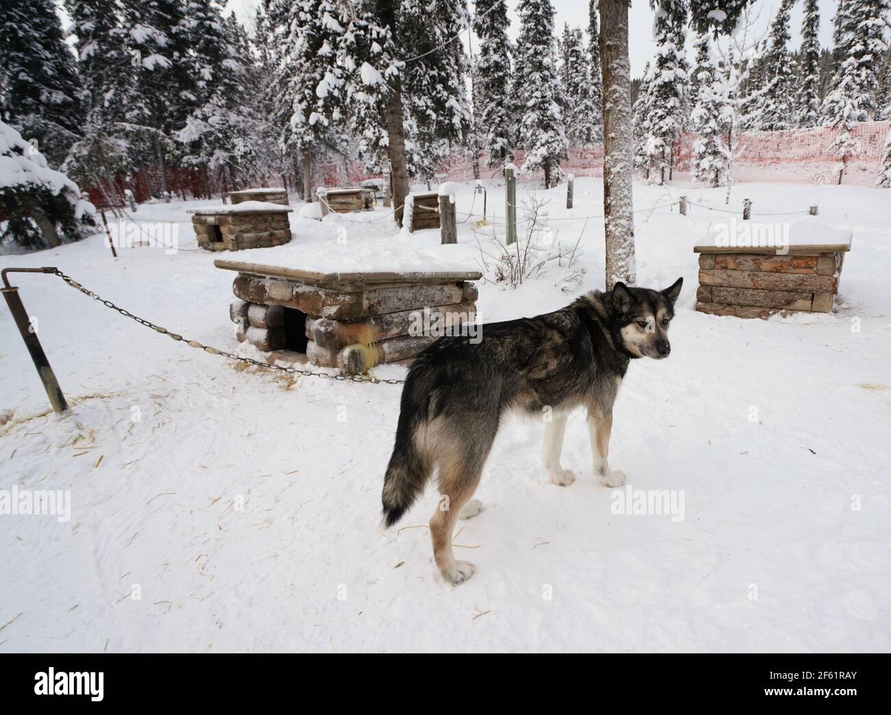 Denali National Park dog sled station with views of the park Stock