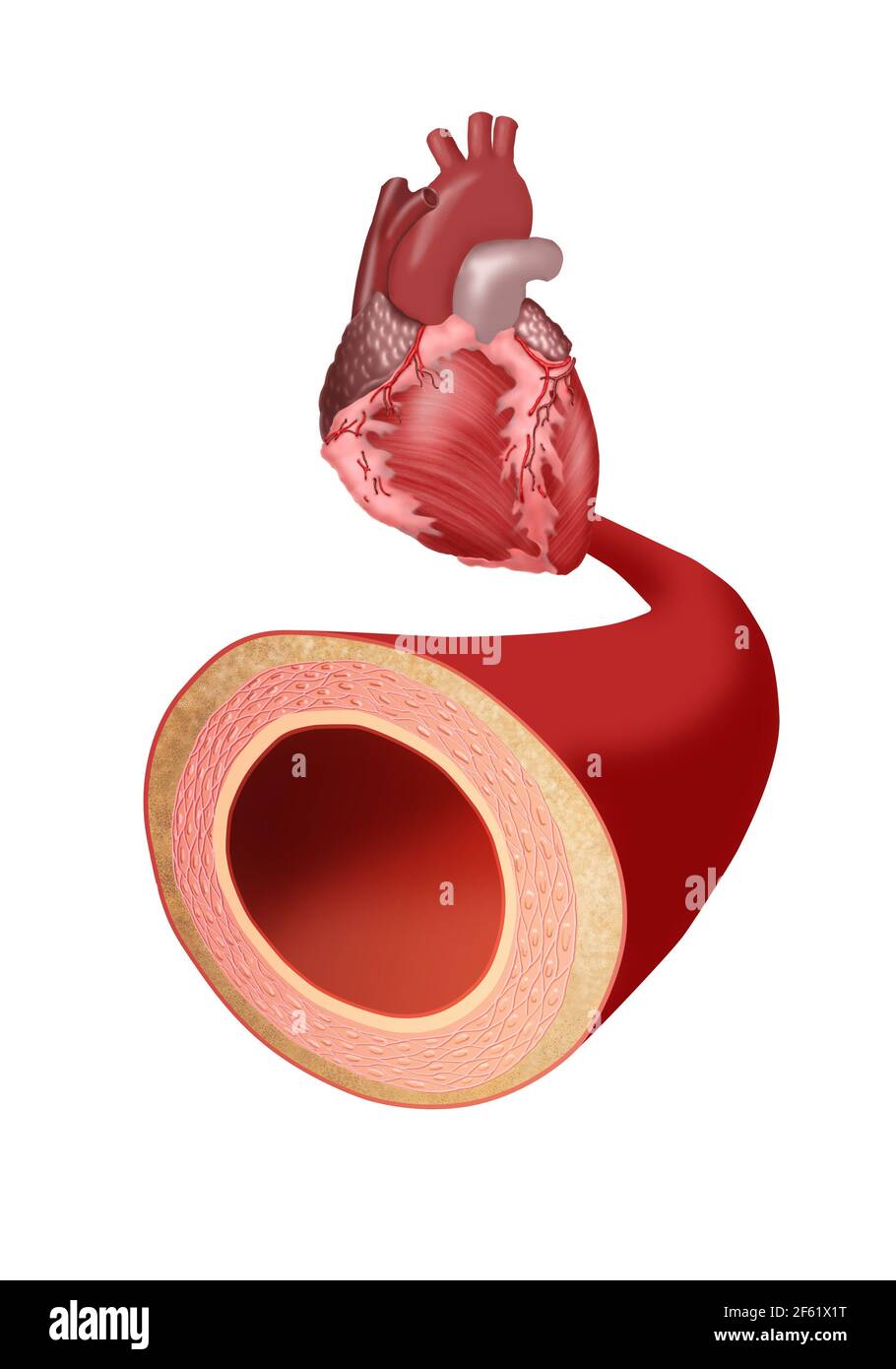 Heart and Artery Stock Photo