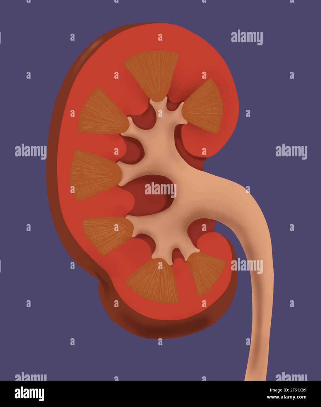 Normal Human Kidney Stock Photo