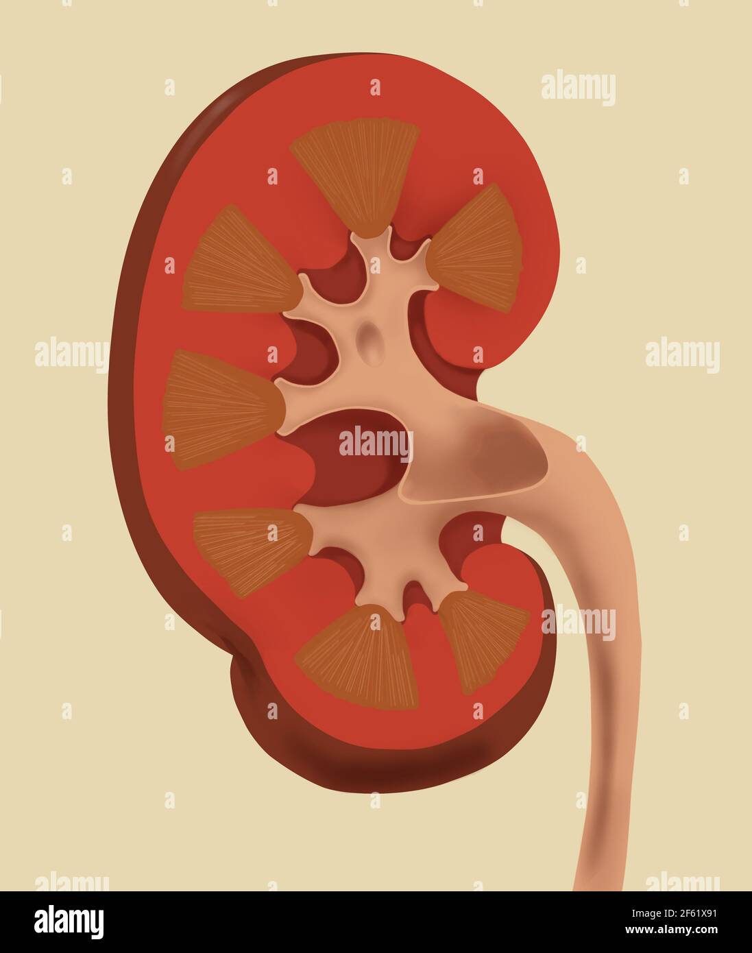 Renal papilla hires stock photography and images Alamy