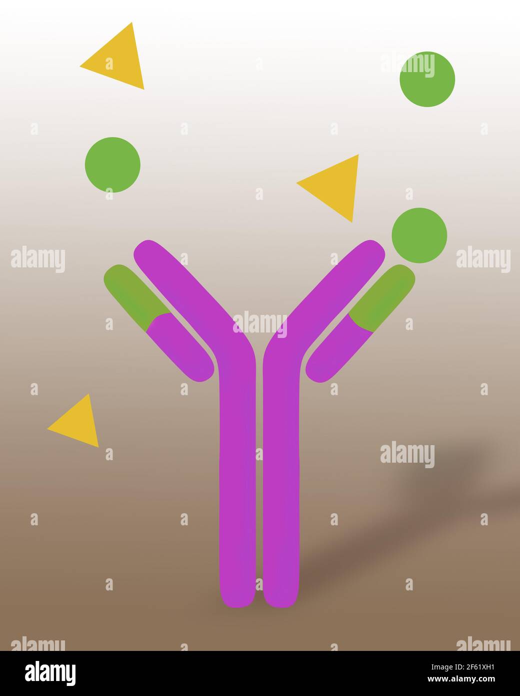 Monoclonal antibody therapy hi-res stock photography and images - Alamy