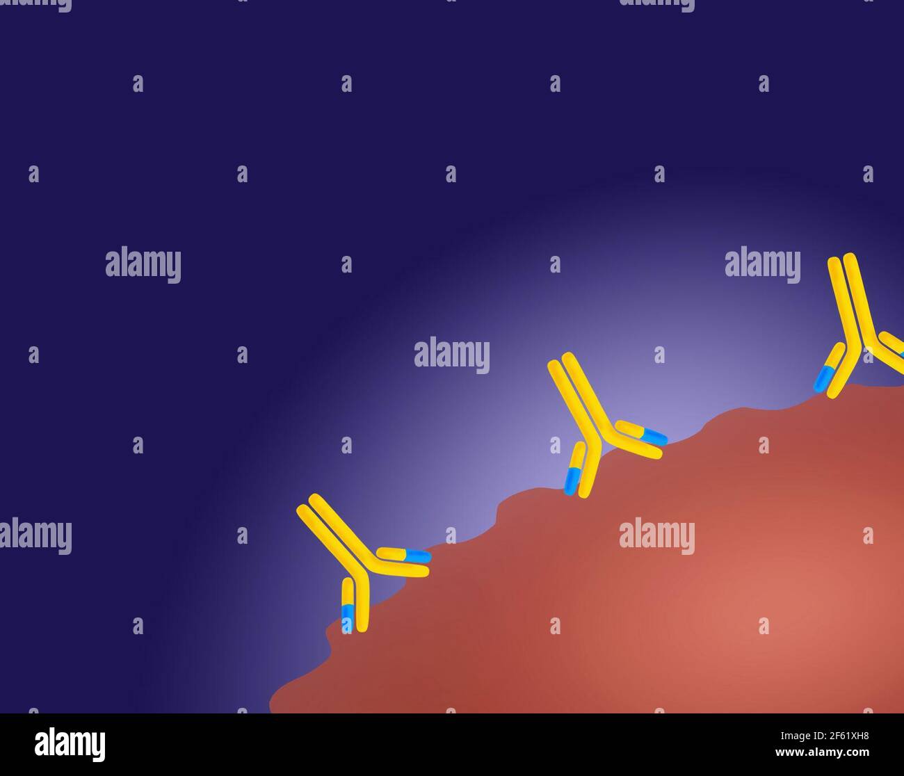 Monoclonal antibody therapy hi-res stock photography and images - Alamy
