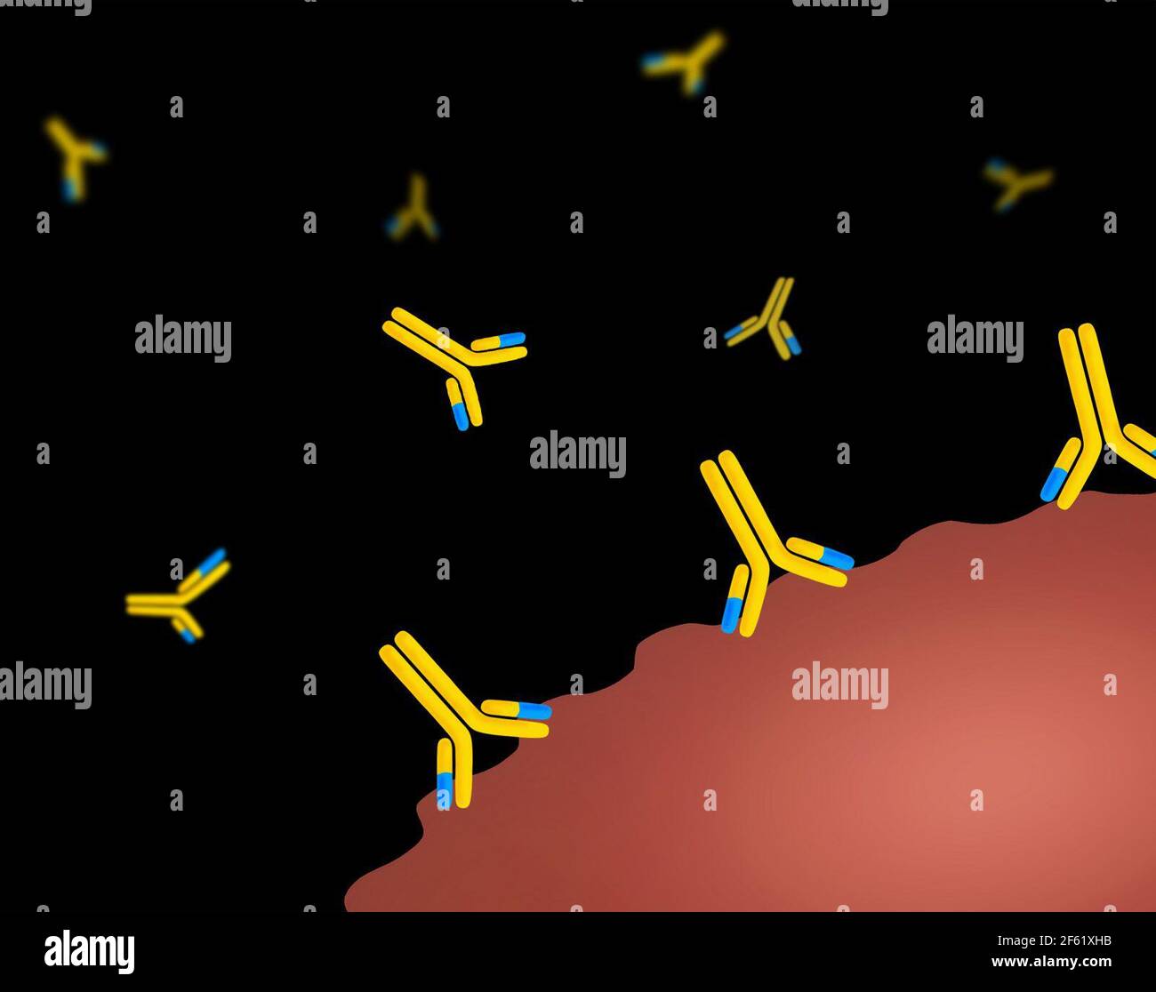 Monoclonal hi-res stock photography and images - Alamy